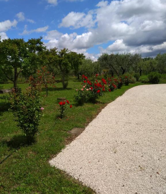 Ariccia House | Casa Vacanze Le Rose