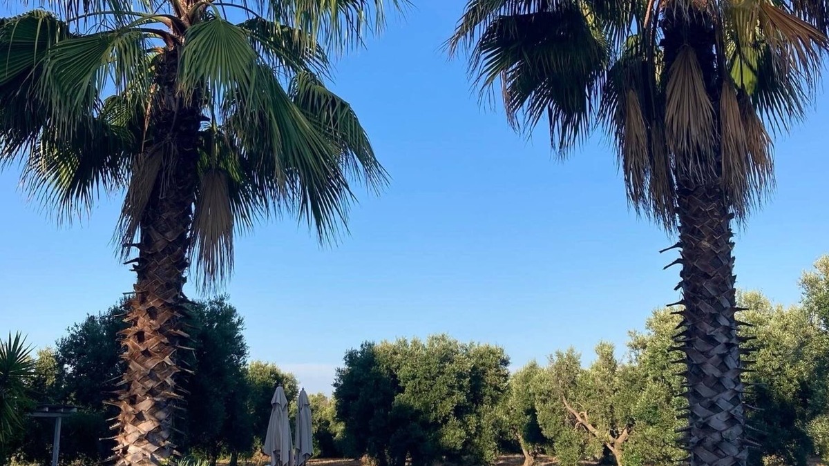 Ceglie Messapica Villa | 💙 Casale Dell’Oliveto a beautiful villa nestled in tranquil olive grove 15m pool