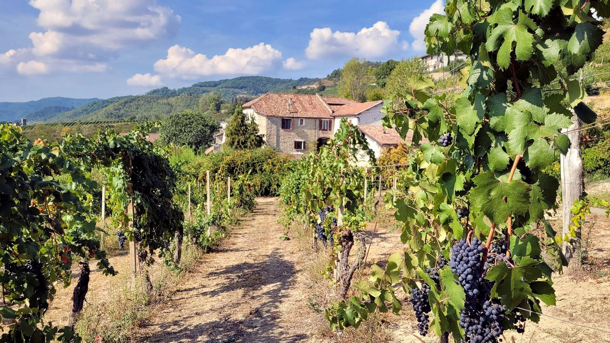 Cessole House | CASCINA MARENCO LANGHE COUNTRY HOUSE Dolcetto | with pool, garden, view, wi-fi