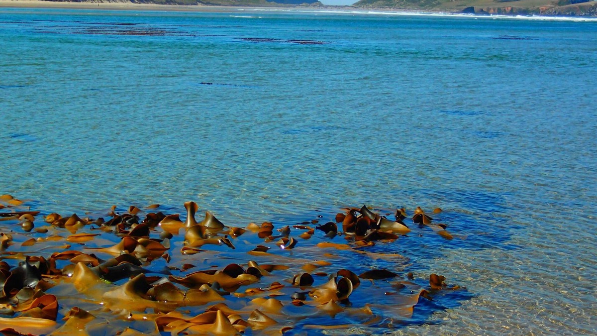 New Haven Other | Catlins Newhaven Holiday Park