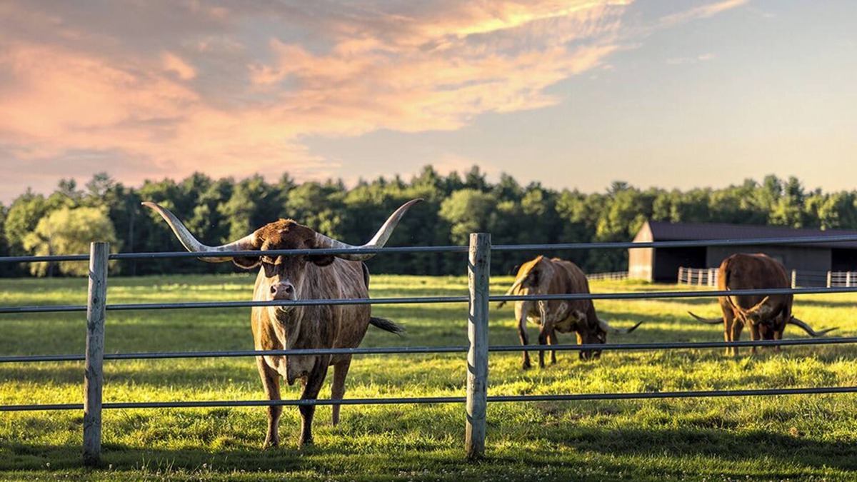 White Lake Resort | Cattle Drive Suite @ Driftwood Ranch - a Horse and Cattle Ranch - White Lake, NY