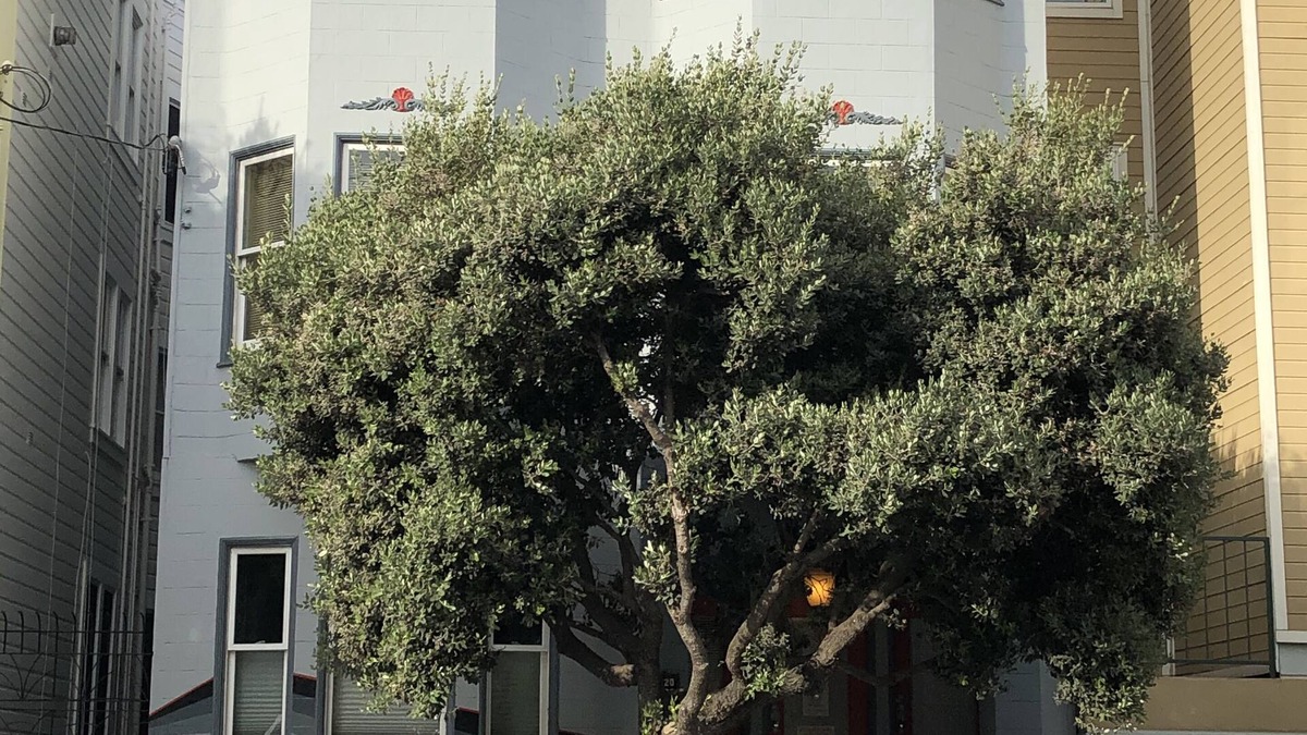 Castro District Apartment | Centrally located: restaurants, shopping, transport, convenience, walking