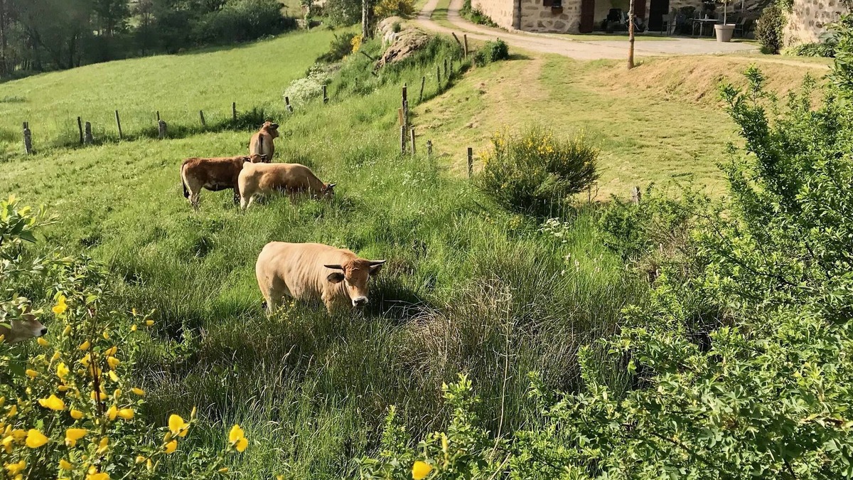 Aumont-Aubrac House | Character house at the gates of Aubrac