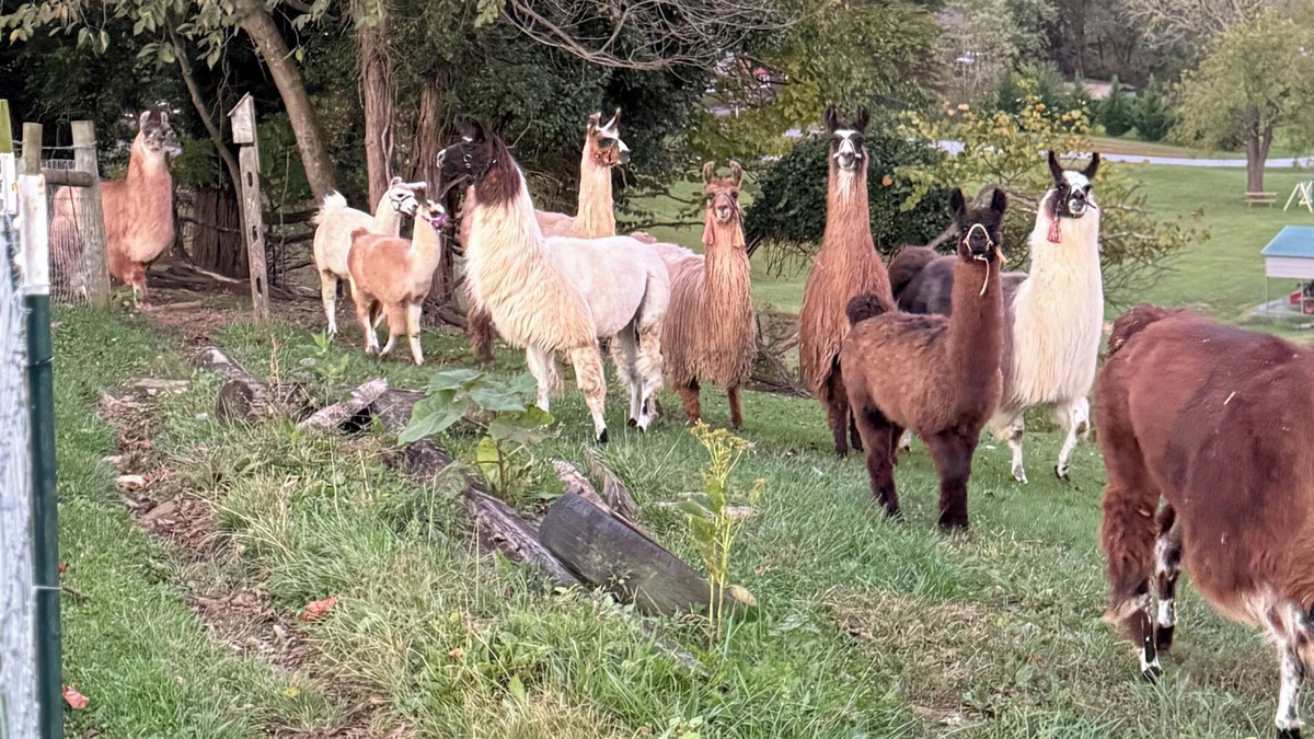 Chuckey Villa | Charming Llama villa at a Llama Farm with beautiful Mountain Views and Sun views