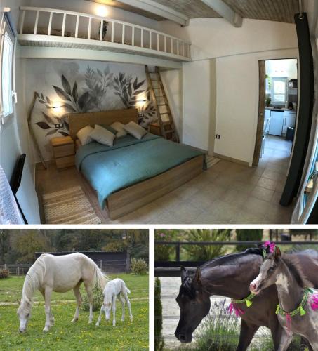 Camps-la-Source Apartment | Charming studio in an exceptional equestrian farm