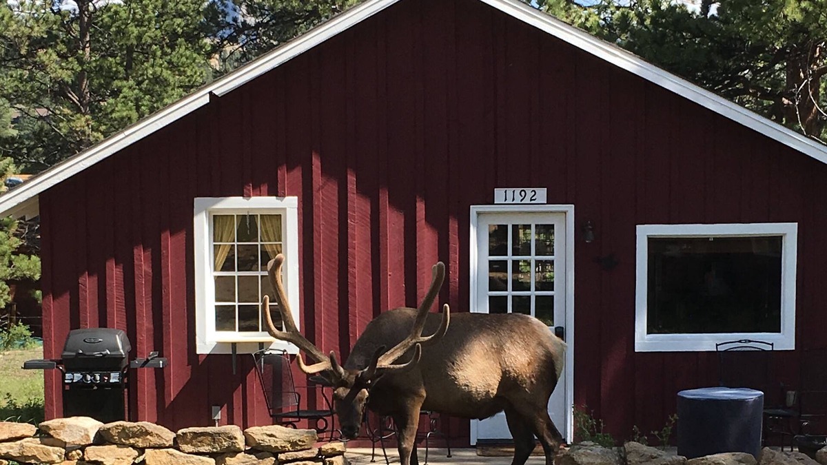Estes Park Cabin | Charming Updated Rustic Cabin. Excellent Location Close to Town and RMNP!