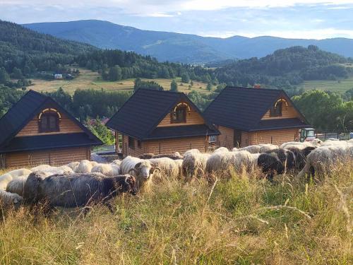 Jelesnia Ski Chalet | Chaty pod Pilskiem - sauna i jacuzzi w cenie