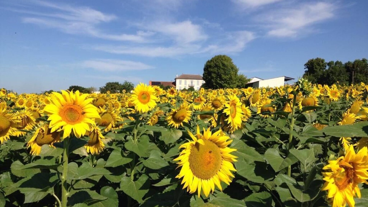 Haute-Saintonge House | Chez Eaux de Vie - Beautiful newly converted barn for 4 - overlooking vineyards!
