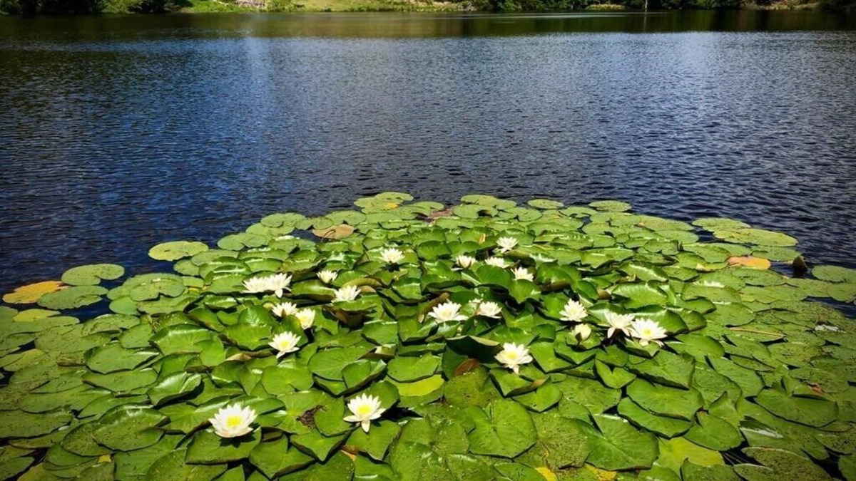 Ceyroux Cottage | Chez Fenz Ferme et gite Private lake and gite surrounded by 70 acres of nature