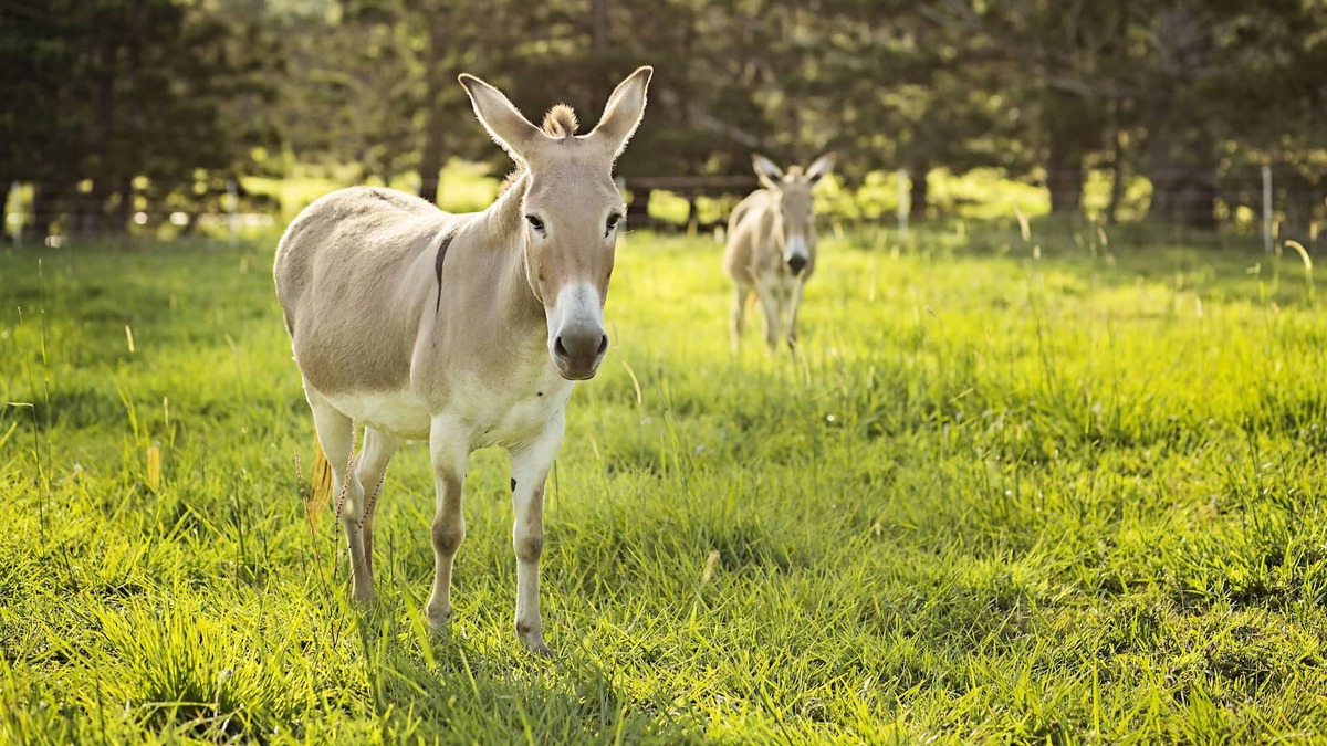 Pinbarren Cabin | Child friendly farmstay & equestrain holiday accomadation for all the family.