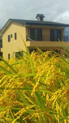 Chishang House | ChiShang Taking Off