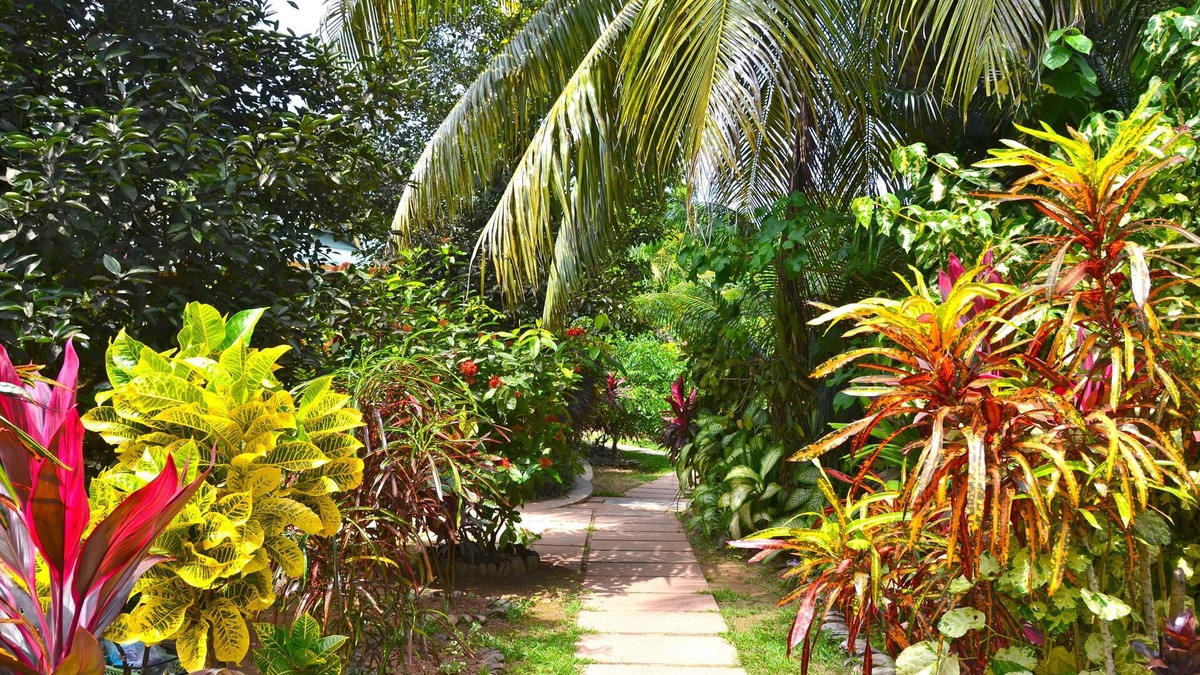 La Passe House | Cocotier Du Rocher