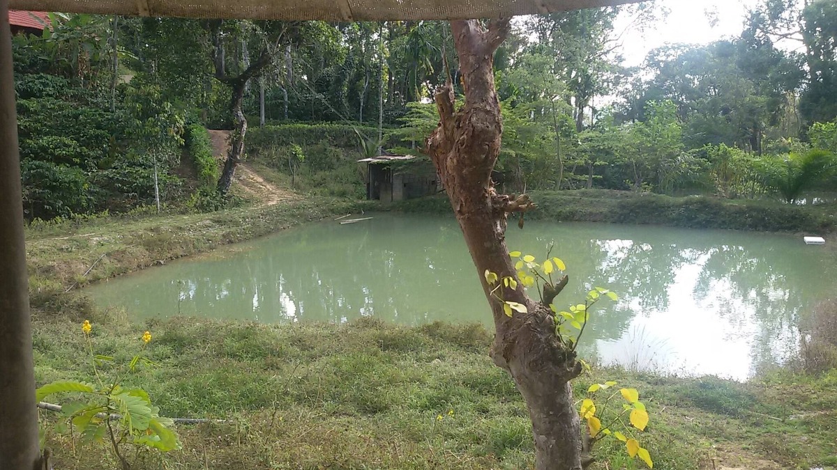 Virarajendrapet House | Coffee estate homestays and cottages