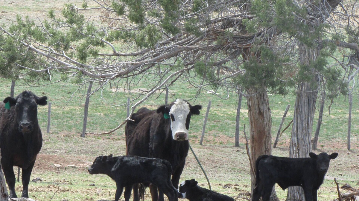 Redvale Cabin | Colorado Bray Ranch Getaway