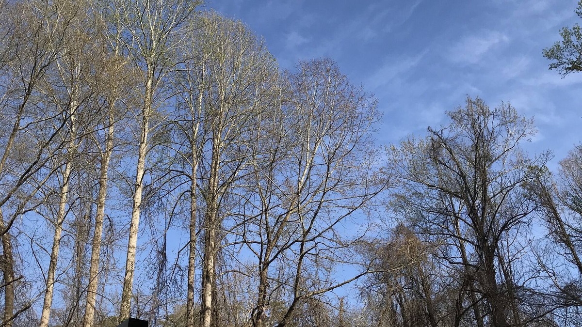 Rutherfordton Cottage | Come Enjoy The Small Homestead Oasis.