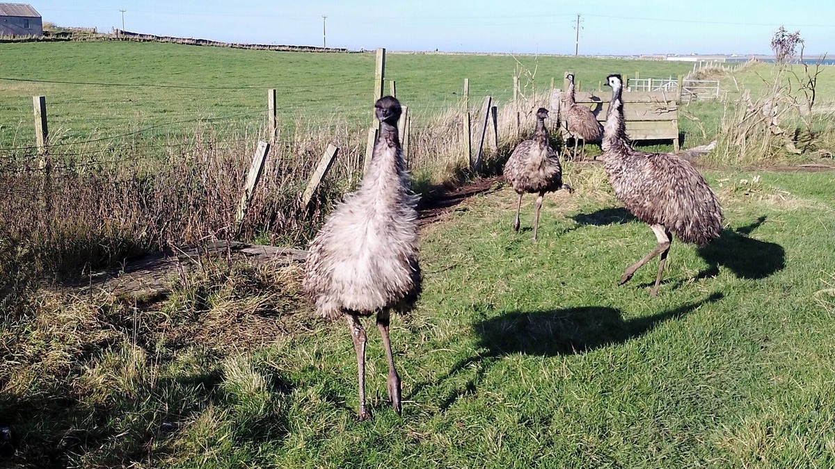 Sanday House | Comfortable three bedroom bungalow located in Orkney Islands complete with emus.