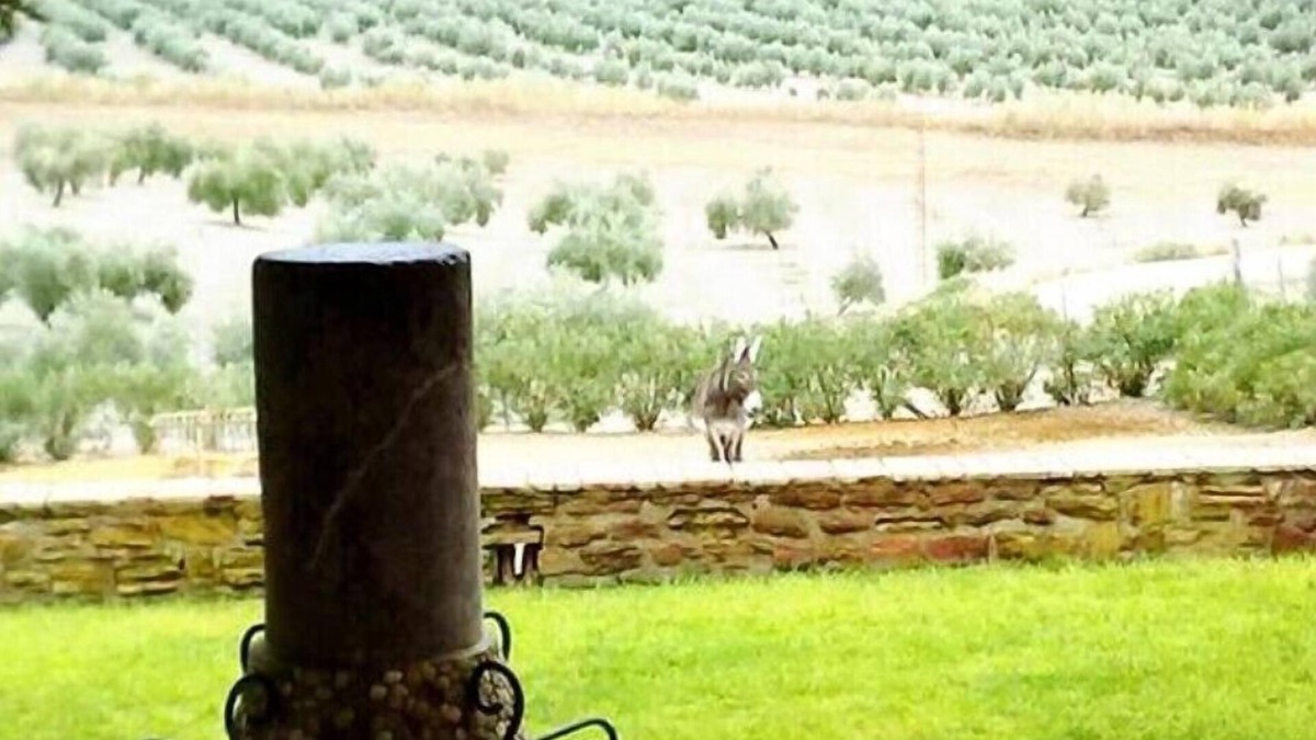 Arjona Cottage | Cortijo Cabañas Rural Apartments. Apt- first right