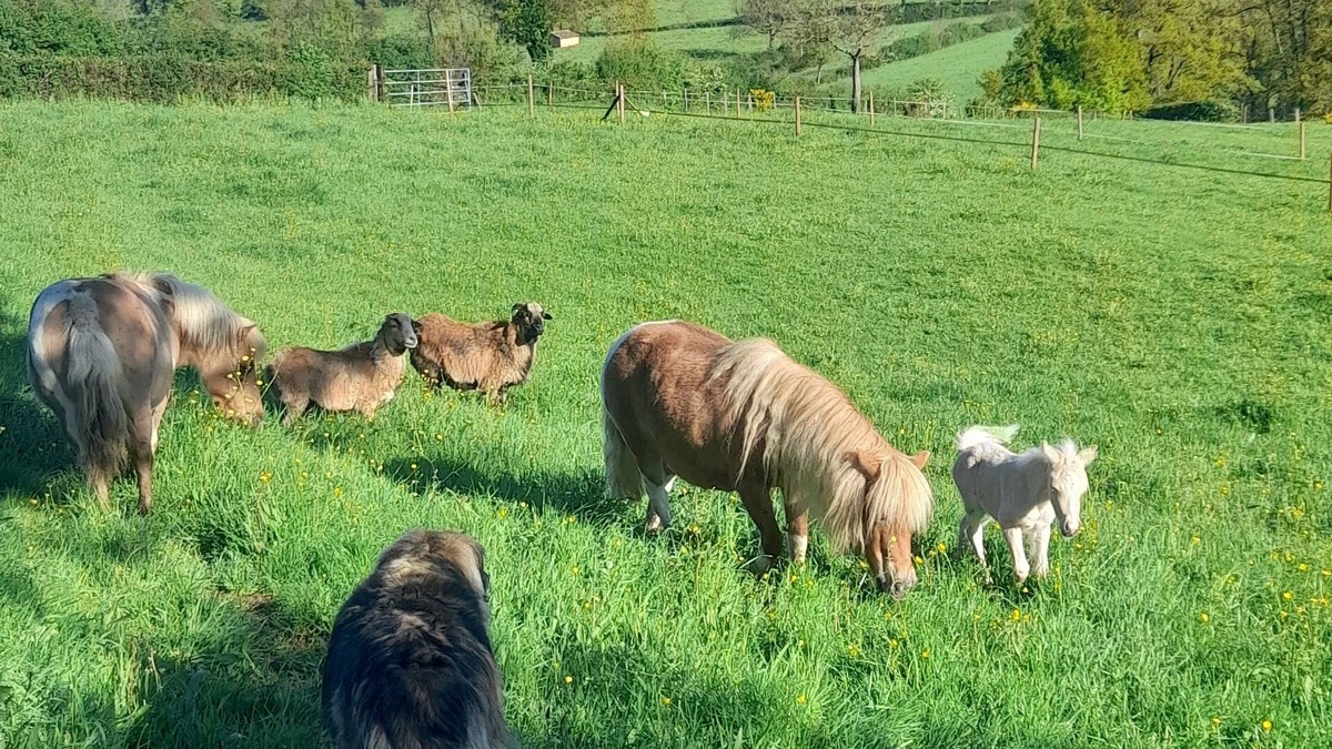 La Gresle Bed & Breakfast | Cosy accommodation for 4 with swimming pool in green surroundings and ponies on site