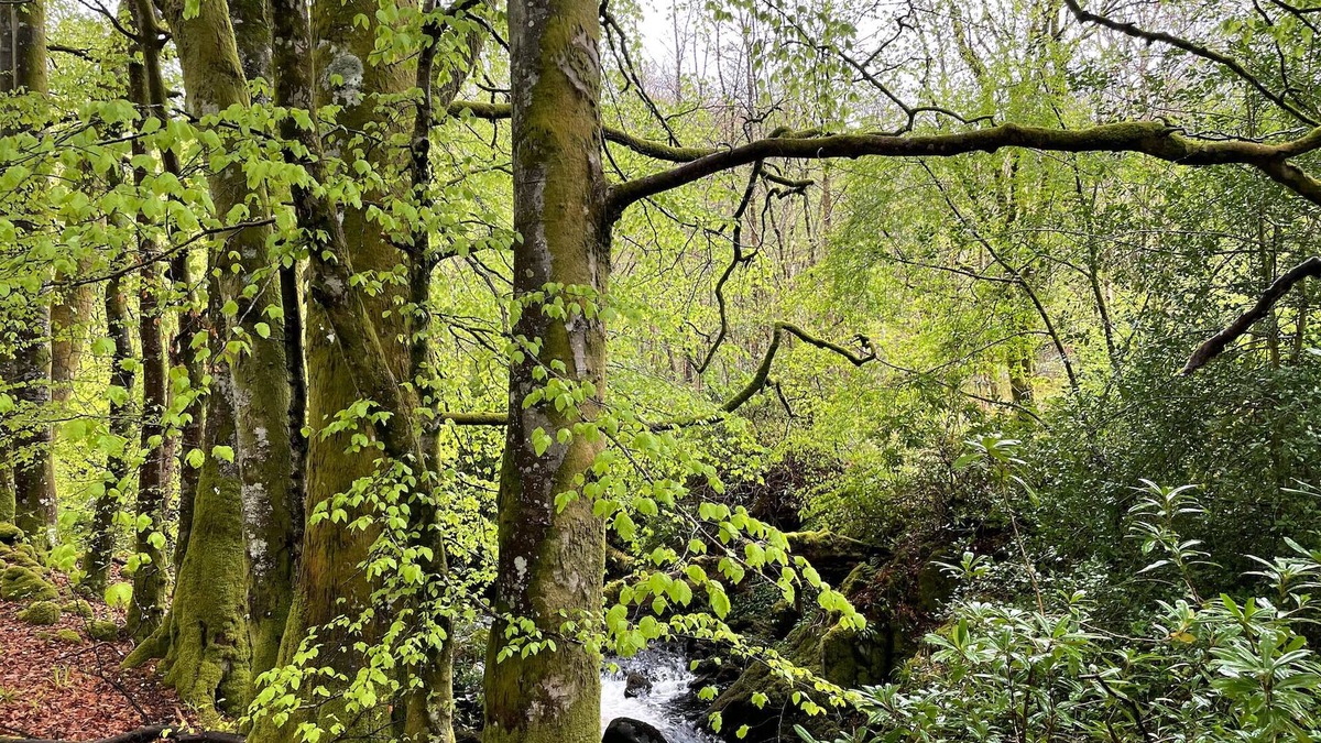 Saint John's Town of Dalry RV Rental | Cosy Woodland off Grid Shepherds Hut - Hazel