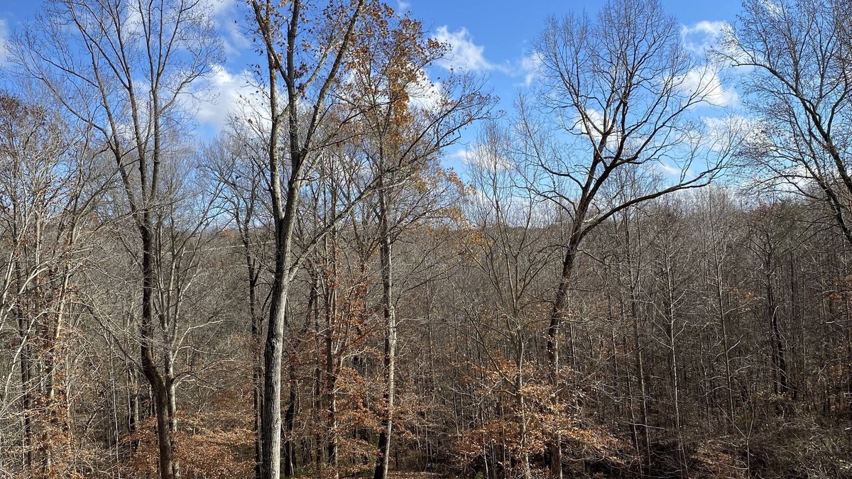 Bowling Green House | Country Charm City Convenience: Beautiful 3-Bedroom 2.5-Bath Home Forest Views