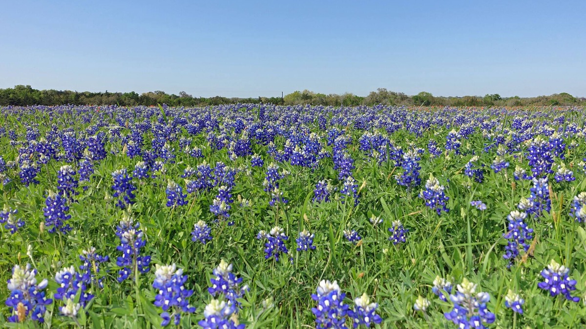 Round Top Apartment | Country Comfort Apartment 8 miles from Round Top