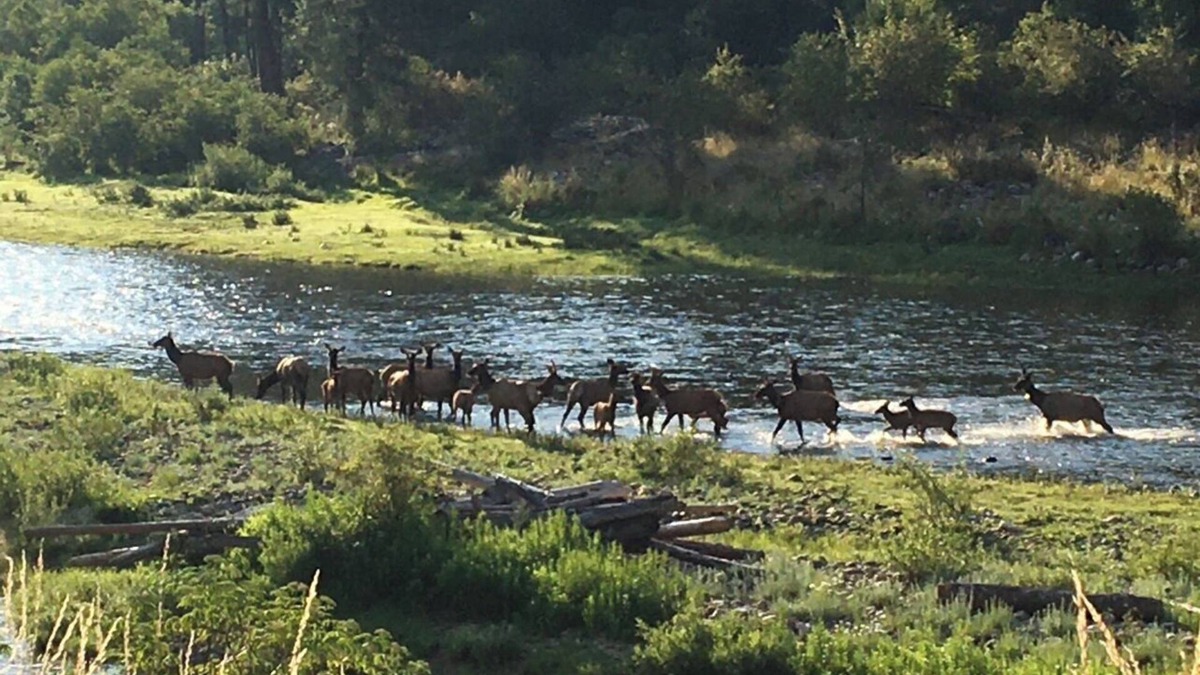 Stites Cabin | Country retreat with Mountain View’s and pool World class fishing and hunting