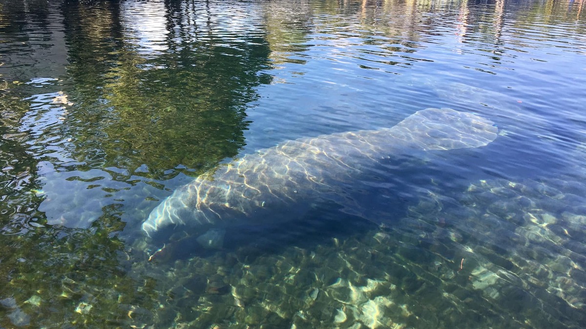 Springs at Kings Bay Condo | Coveted Crystal River, FL Oceanfront Condo in Smugglers Cove