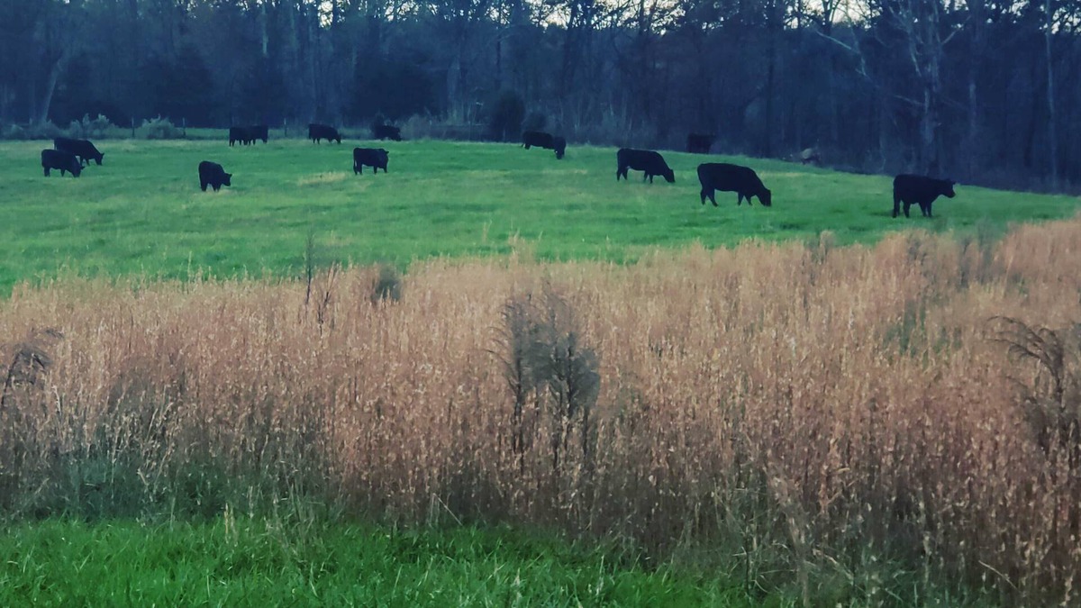 Columbus Cottage | Cowboy Cottage 8 miles from TIEC
