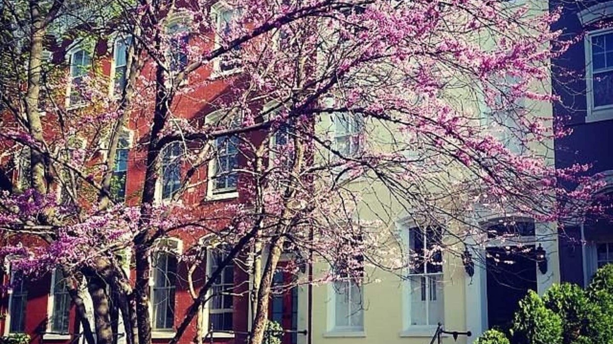 Capitol Hill Apartment | Cozy Capitol Hill Garden Apartment, behind Capitol