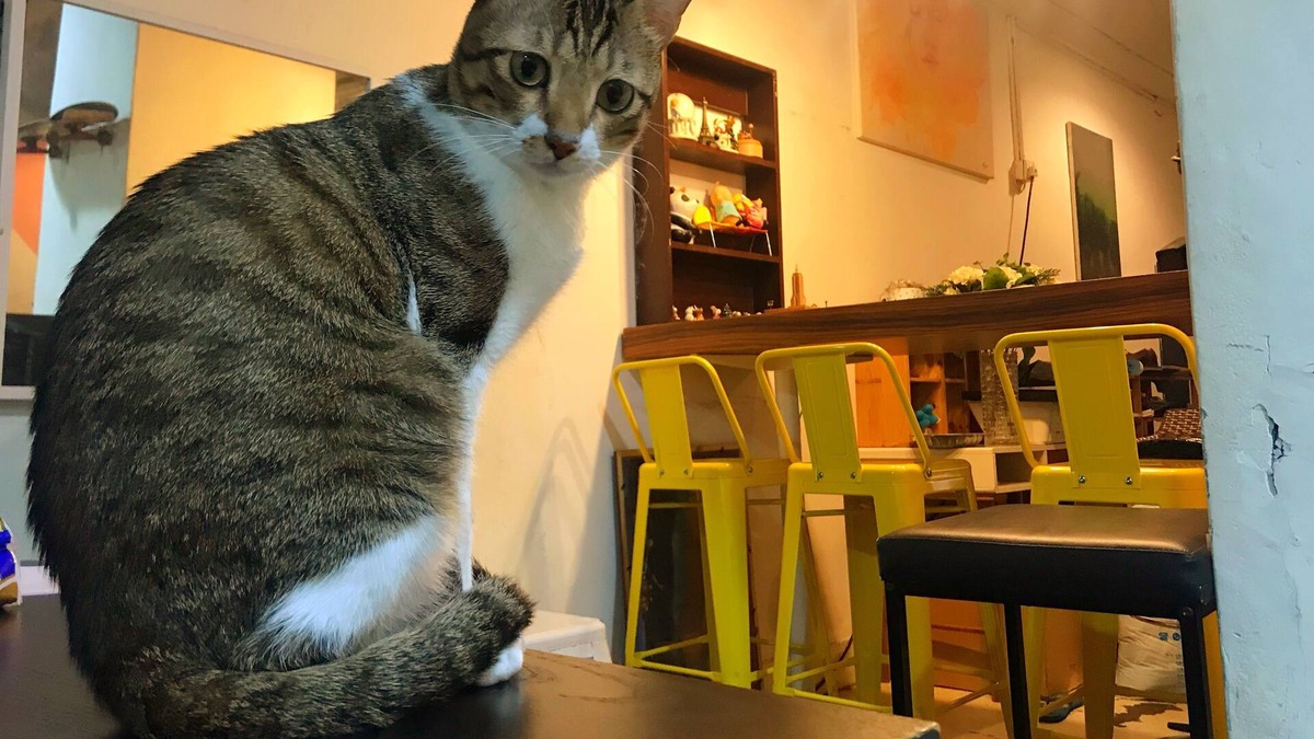 Kwun Tong Apartment | Cozy, Cheap, Convenient, Mixed Dorm Room with Bunk beds