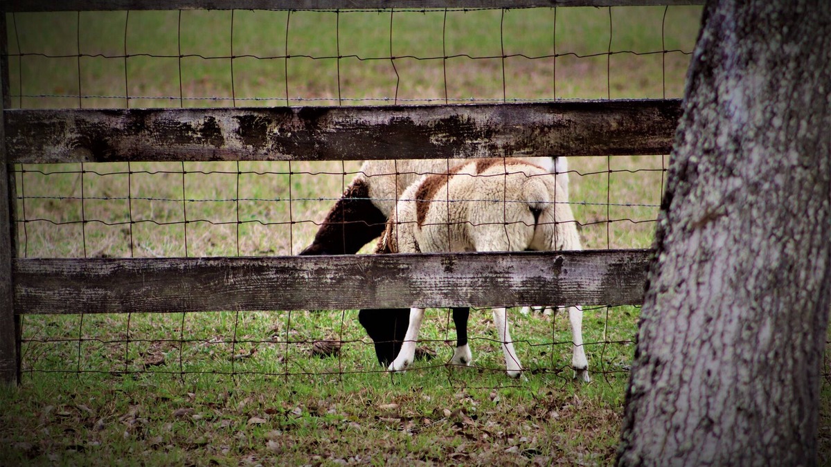 Sugarmill Woods Other | Cozy Farm Stay