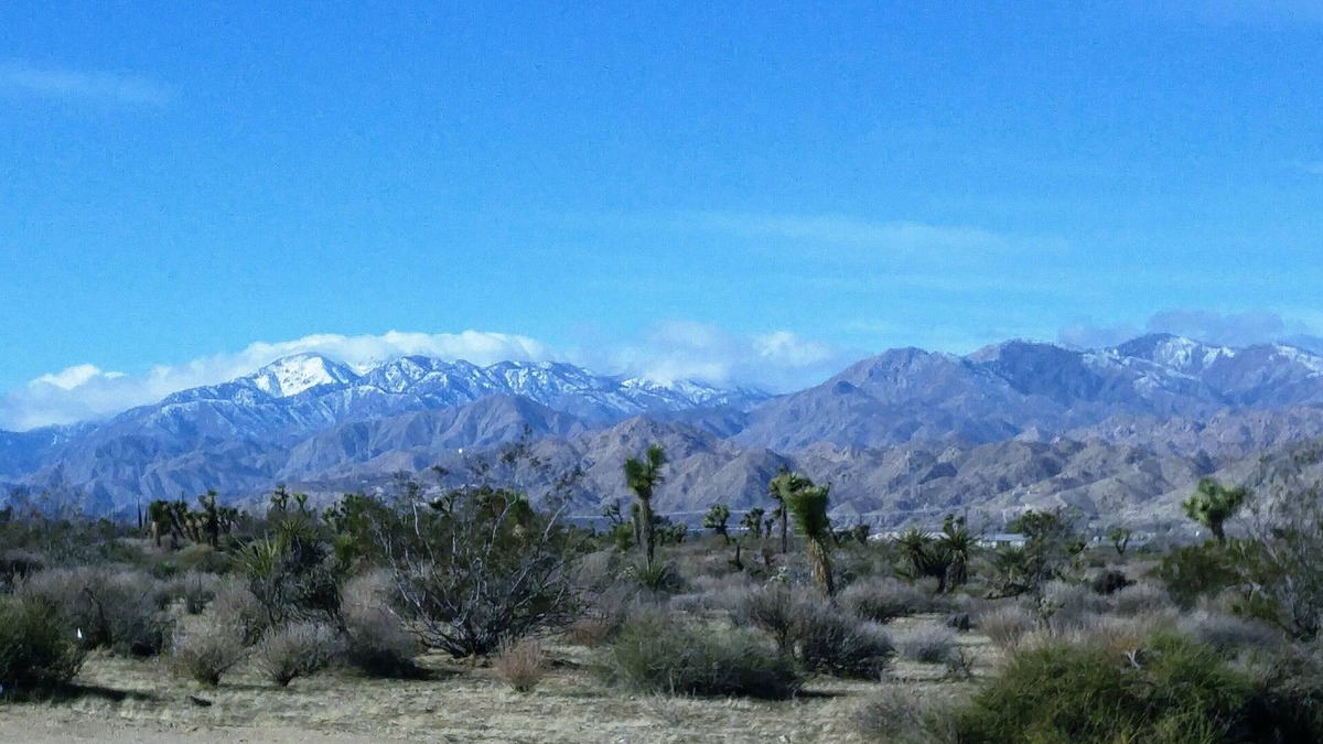 Joshua Tree Apartment | COZY JOSHUA TREE SAGE EXPERIENCE