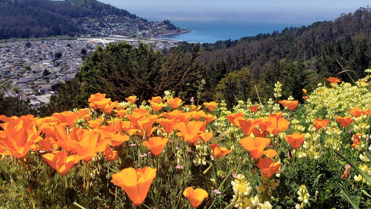 Linda Mar Apartment | Cozy, modern 1-bedroom guest suite with backyard ocean view!