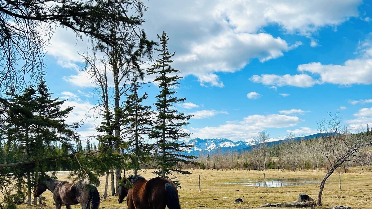 Division No. 14 Cabin | Cozy rustic cabin only 45 minutes from Jasper! Pet friendly.