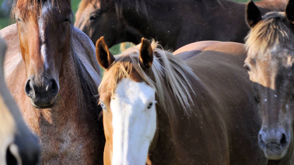 Fayetteville Cabin | Creek-side Cabin Nestled on Horse Farm, Relax, Pet Horses, & Pet Friendly