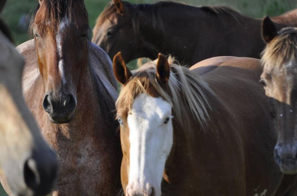 Fayetteville House | Creekside Cabin B Staycation on Horse Farm