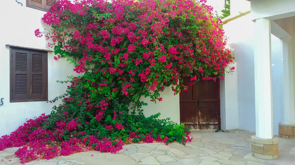 Zeytinlik House | Cyprus Village House