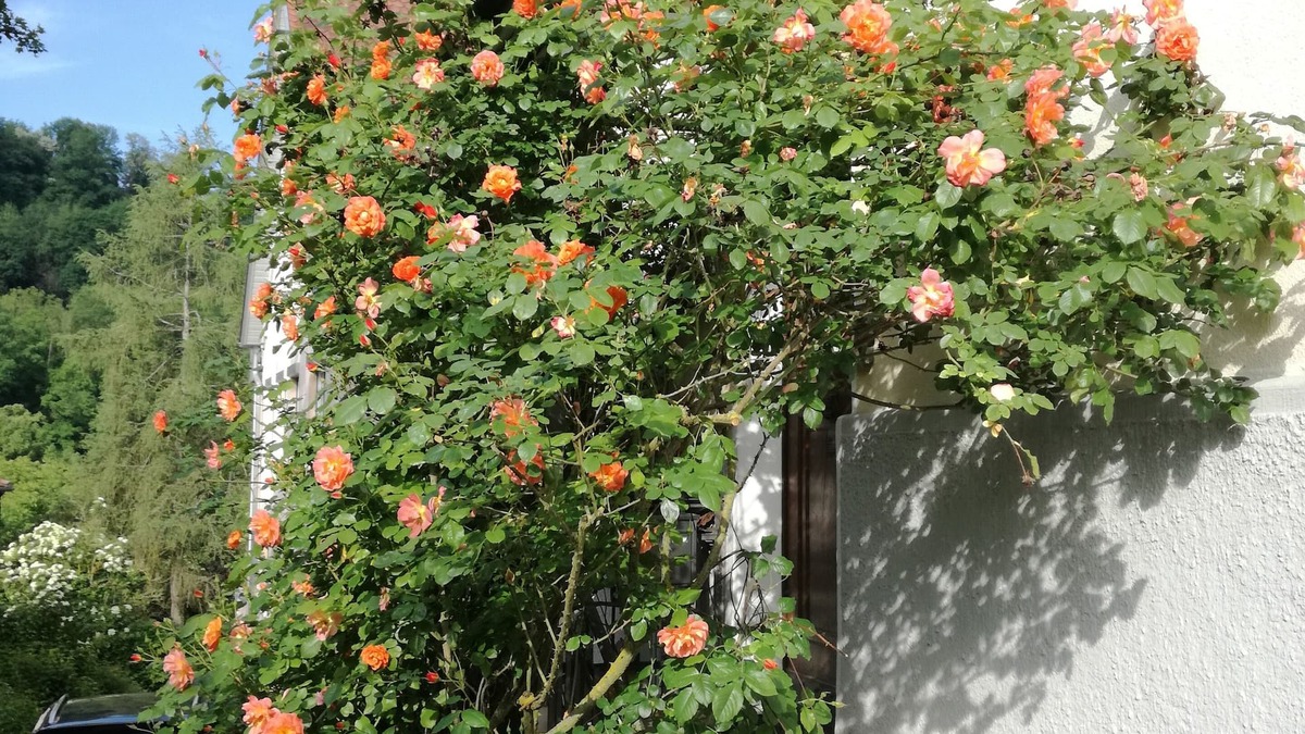 Schwaebisch Hall Apartment | Garden apartment in Art Nouveau villa