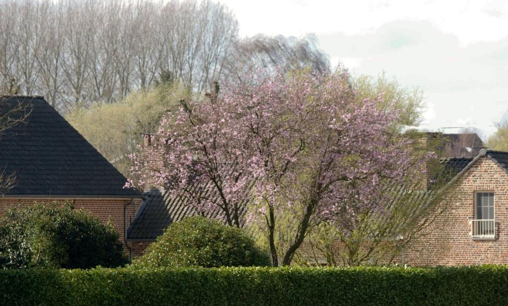 Herne Bed & Breakfast | De Rankhove