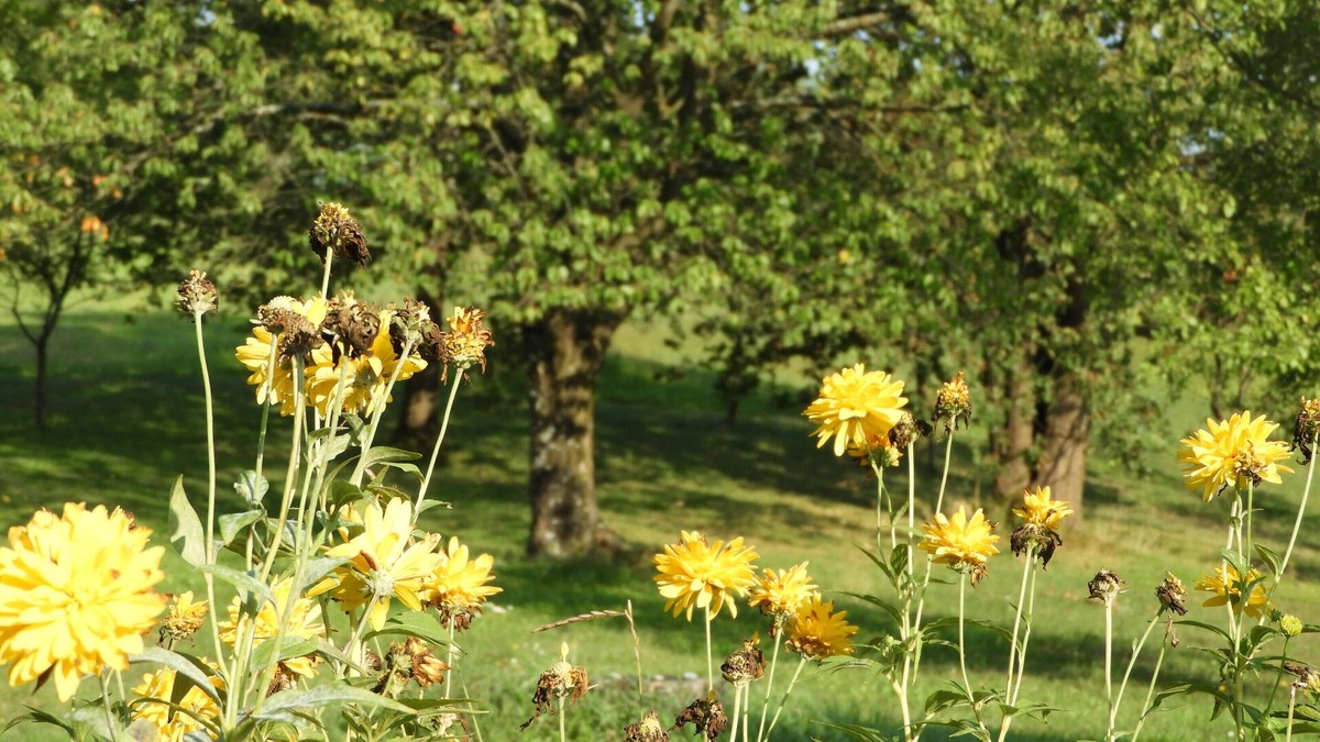 Salovci House | Dear guests. If you choose this house than you choose Home. Welcome Home.