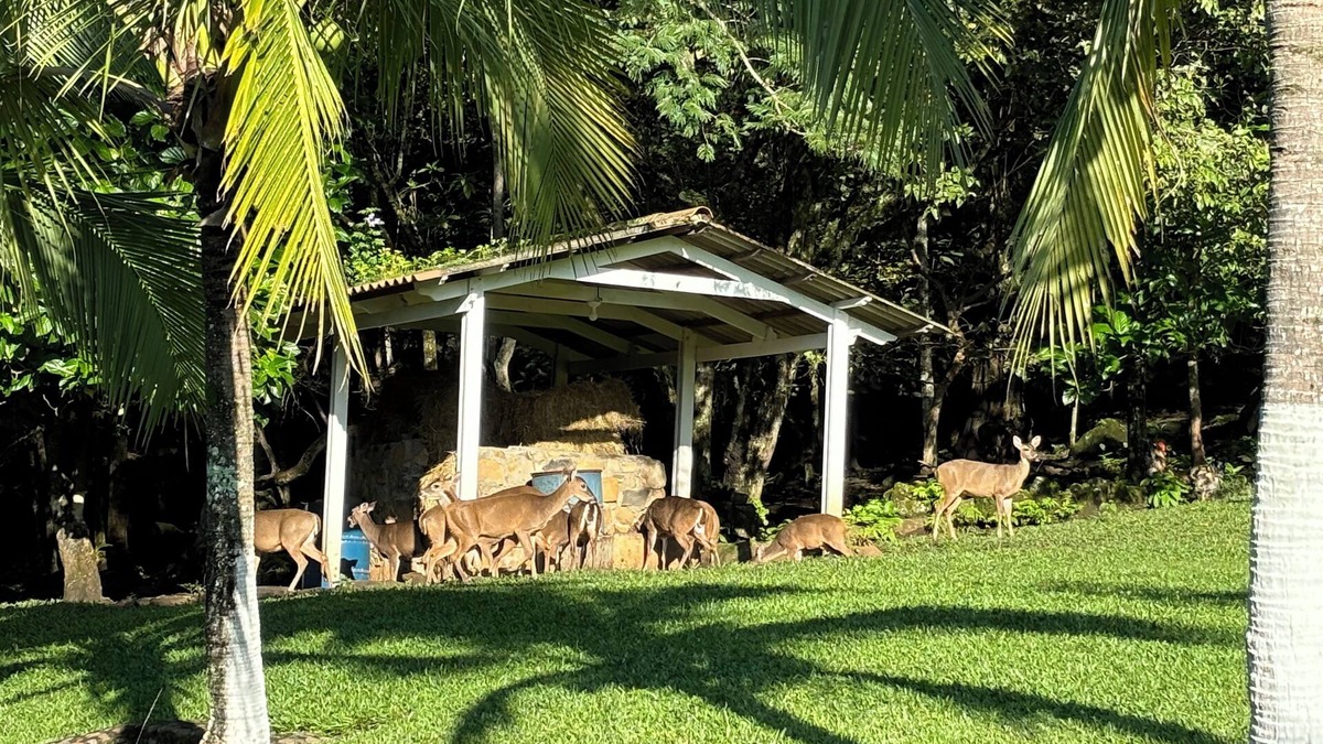 Alajuela House | Deer Creek Estate near Juan Santamaria International Airport.
