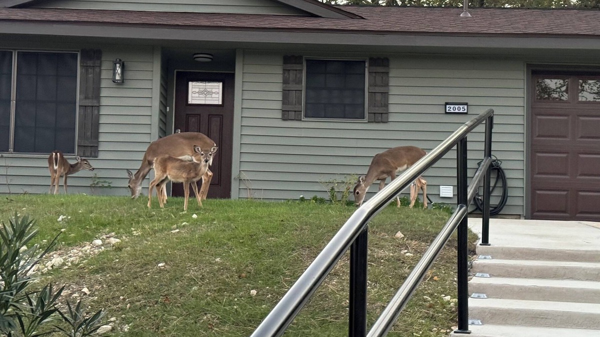 Copperas Cove House | Deer Hill - Charming 3-bedroom house with WiFi and AC overlooking Copperas Cove