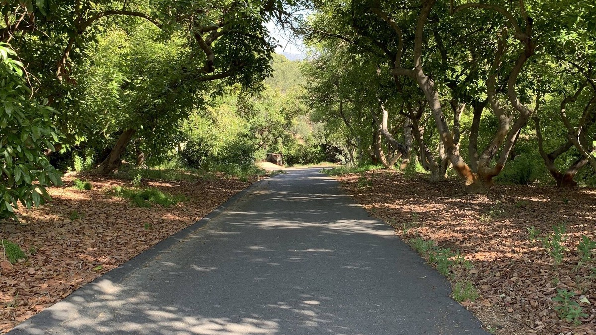 Vista Cottage | Delightful newly renovated 2 bedroom nestled within an avocado grove.