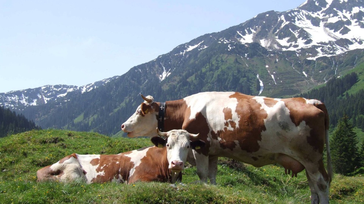 Niederau House | Deluxe Double Room Markbachjoch with Breakfast - Hotel Schneeberger