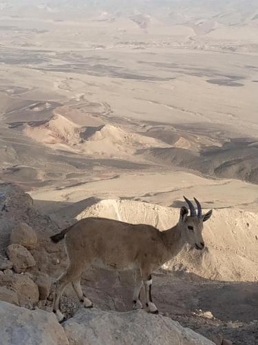 Mitzpe Ramon House | Desert Peace