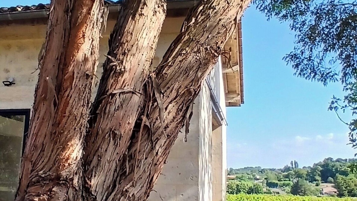 Villegouge House | Detached 2/4 bed stone studio near Saint-Émilion and Bordeaux.