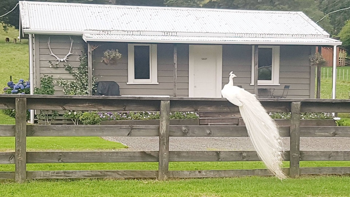Coromandel Forest Park Cottage | Devcich Historic Farmstead - Cottage