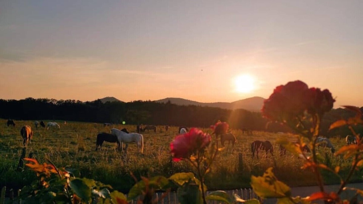 Bad Honnef Condo | Direkt im Naturpark Siebengebirge