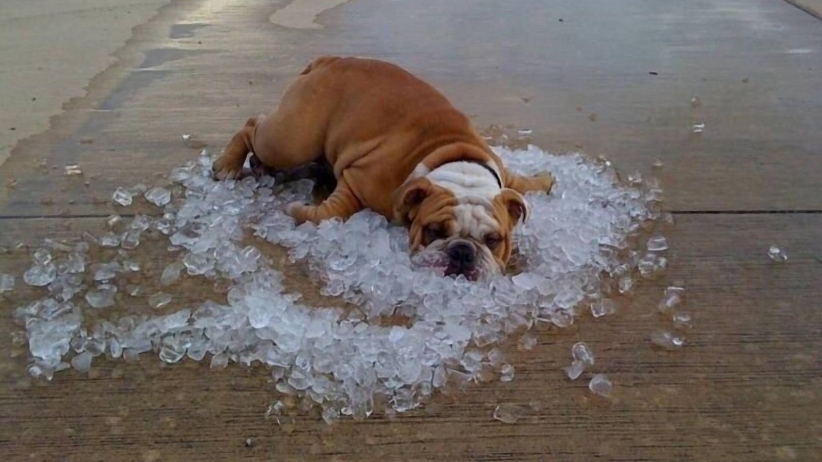 Como House | Does your dog need a vacation? We are people and pet friendly!