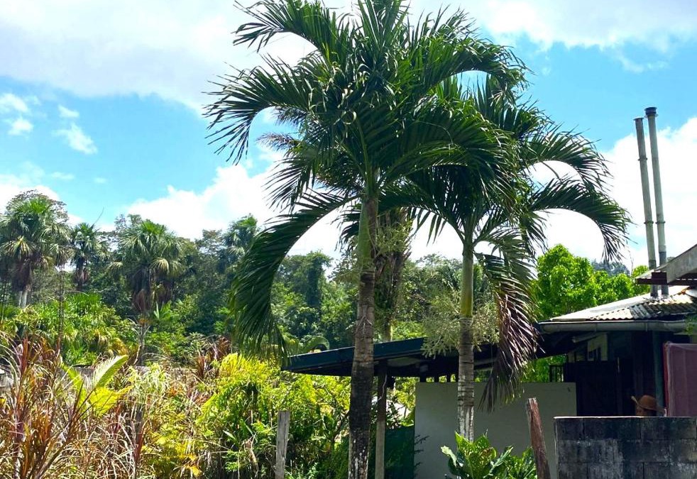Les Hattes House | Dolce Vita Kreyol